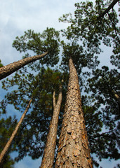 Fototapeta premium soarig pines