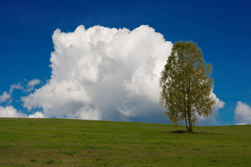 Obraz premium lonely tree in a field