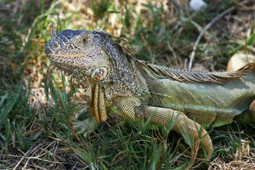 iguana