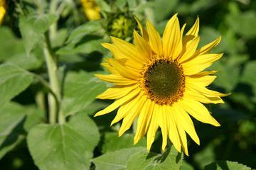 sommerliche sonnenblume