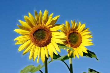 schöne sonnenblumen