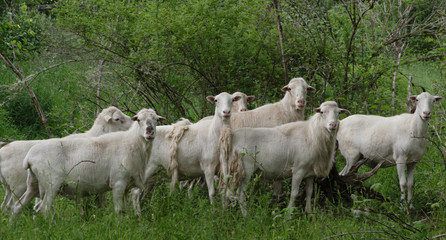 Obraz premium sheep