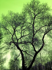 silhouette of a tree