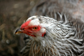 hen