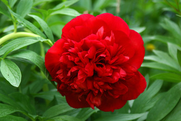 peony