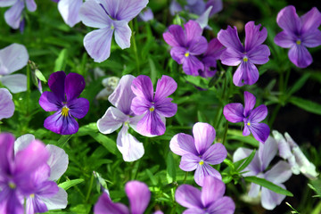 Fototapeta premium pansies