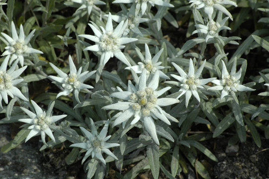 edelweiss