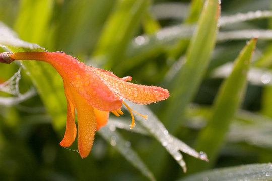 flower crocosmia