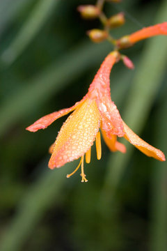 flower tritonia