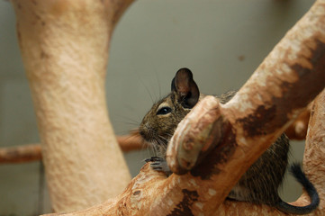 baumhörnchen © Melanie Maria Mazur
