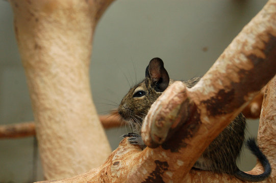 baumh&ouml;rnchen
