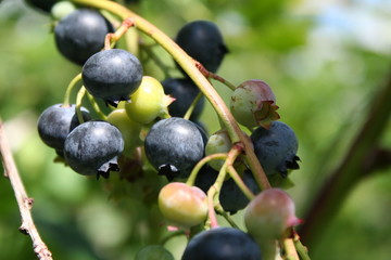 ripening blueberries