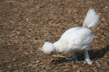 white chicken