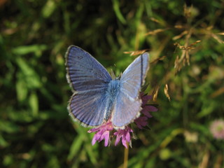 blue butterfly
