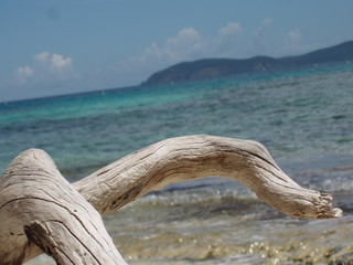 drift wood at the beach