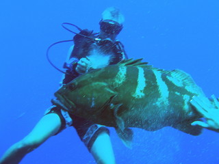 big fish and diver