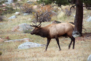 bull elk