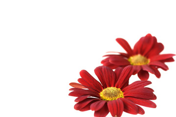 two floating red chrysanthemum