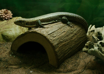 lizard