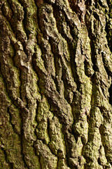 bark