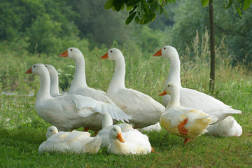 gaggle