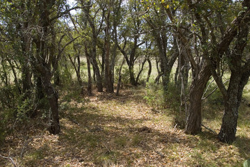 Fototapeta premium desert shade