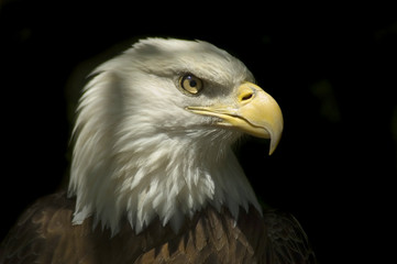 bald eagle