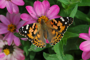 butterfly and flowers