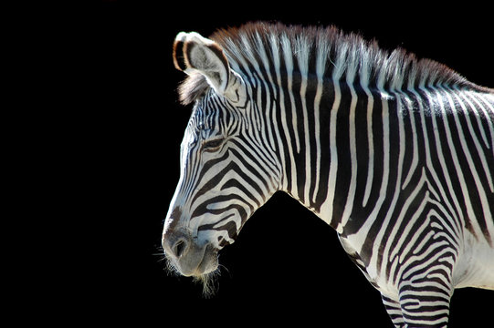 Fototapeta zebra at the zoo