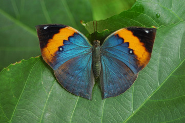 Fototapeta na wymiar butterfly resting