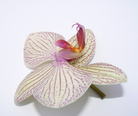 orchid