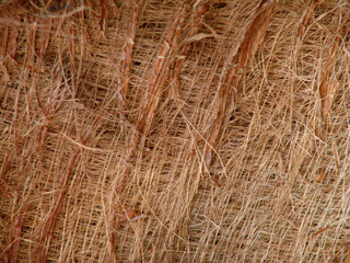 texture of palm