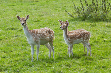 mother and baby deer