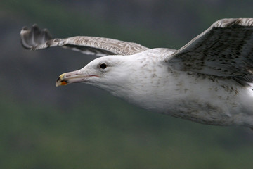 goeland