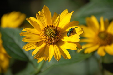 gelbe blume