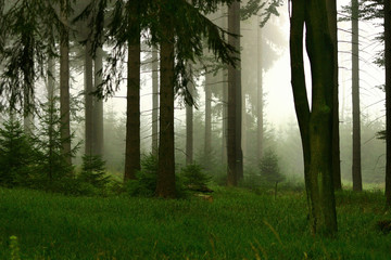 wald und nebel