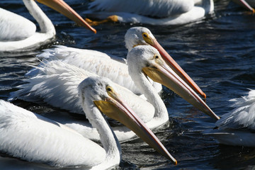 pelican march