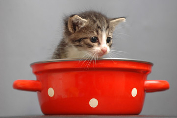 kitty in red saucepan