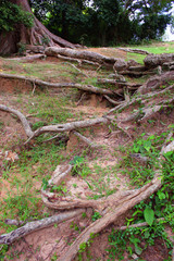 Fototapeta premium roots
