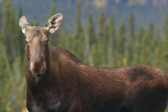femelle elan yukon alaska