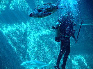 scuba diver and turtle