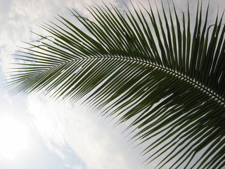 closeup coconut palm tree leaf