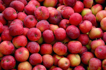 Fototapeta na wymiar apples background