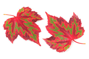 beautiful maple leaf