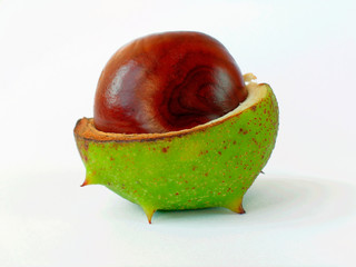 chestnut-2