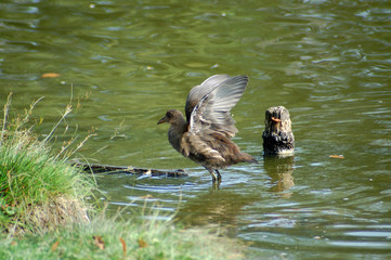sumpfhuhn spreizt die flügel