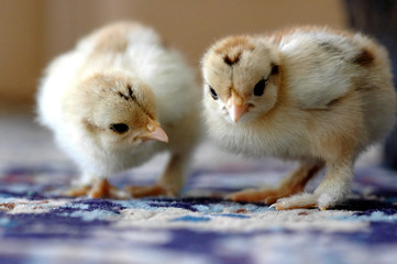 looking for something