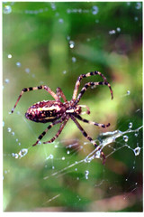 spider