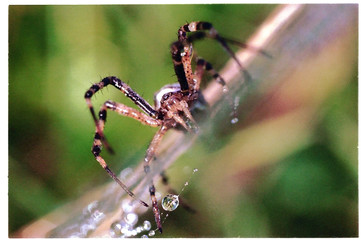 spider