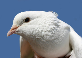 expression de colombe